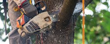 How Our Tree Care Process Works  in  Gate City, VA