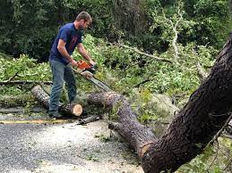 Best Stump Grinding and Removal  in Gate City, VA