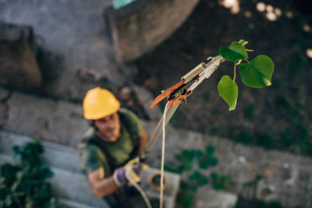 Best Storm Damage Tree Cleanup  in Gate City, VA