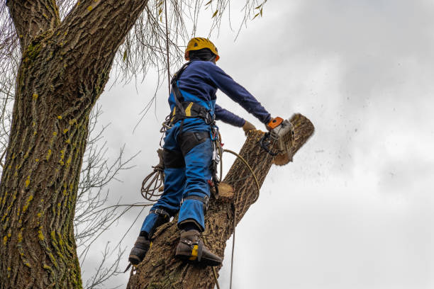 Best Tree Cabling and Bracing  in Gate City, VA