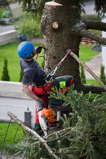 Best Lawn Irrigation Installation and Maintenance  in Gate City, VA