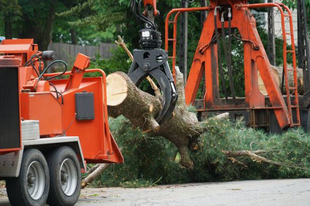 Best Tree Health Inspection  in Gate City, VA